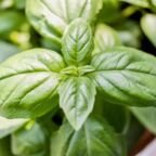 Basil in pot